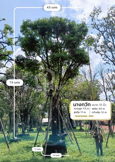 ต้นนางกวัก