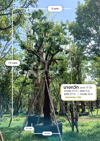 ต้นนางกวัก