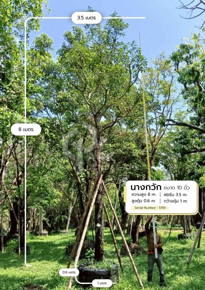 ต้นนางกวัก 10 นิ้ว