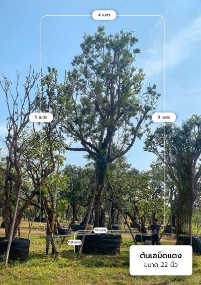 ต้นเสม็ดแดง