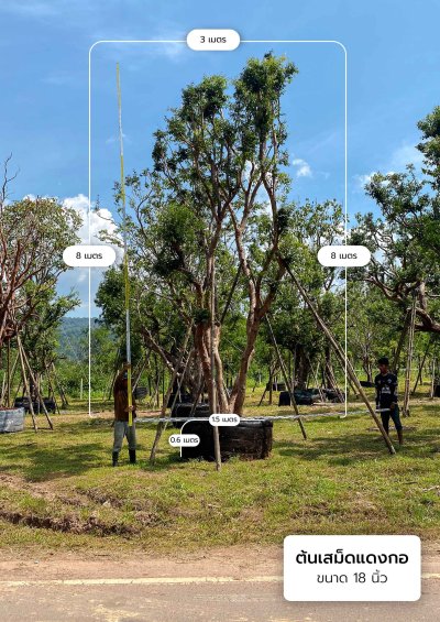 ต้นเสม็ดแดงกอ