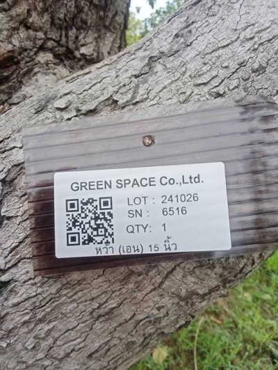 ต้นหว้าเอน