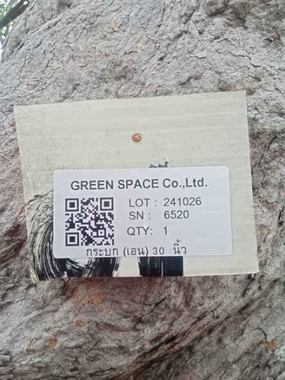 ต้นกระบกเอน