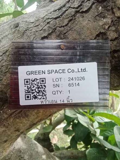 ต้นหว้าเอน