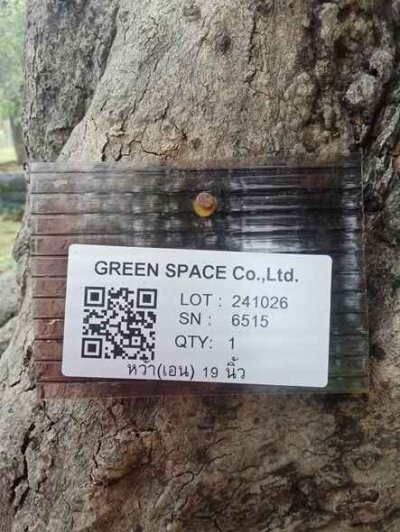 ต้นหว้าเอน