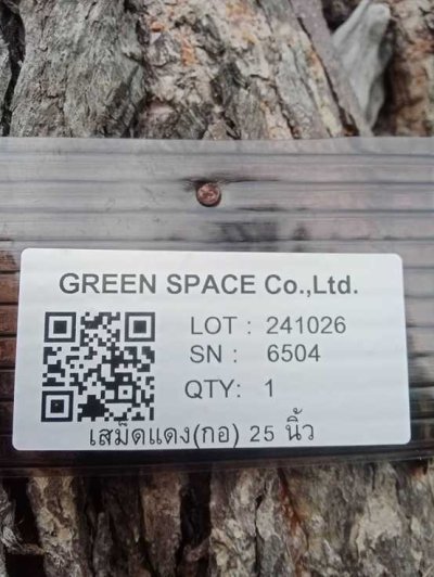 ต้นเสม็ดแดงกอ