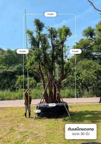 ต้นเสม็ดแดงกอ