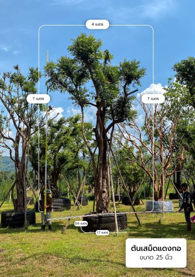 ต้นเสม็ดแดงกอ