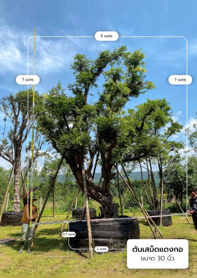 ต้นเสม็ดแดงกอ