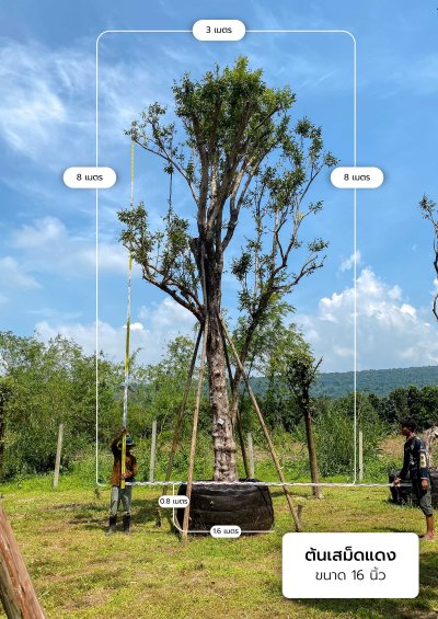 ต้นเสม็ดแดง