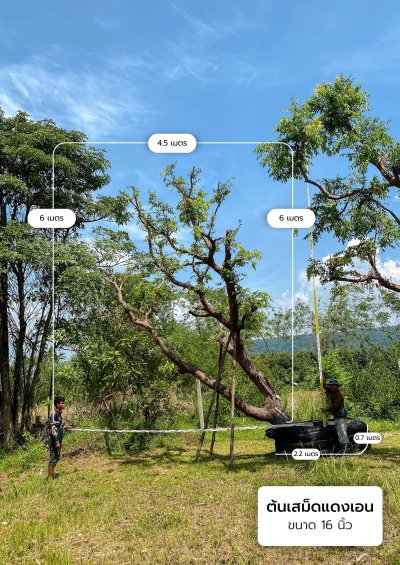 ต้นเสม็ดแดงเอน