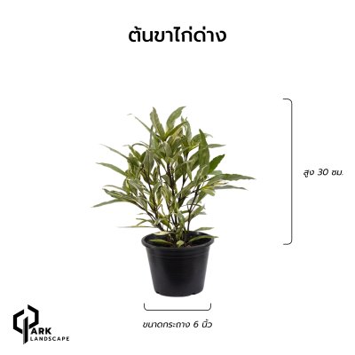 ต้นขาไก่ด่าง สูง 30 เซน.