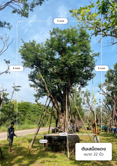 ต้นเสม็ดแดง