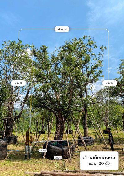 ต้นเสม็ดแดงกอ