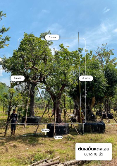 ต้นเสม็ดแดงกอ