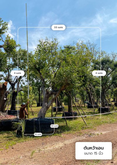 ต้นหว้าเอน