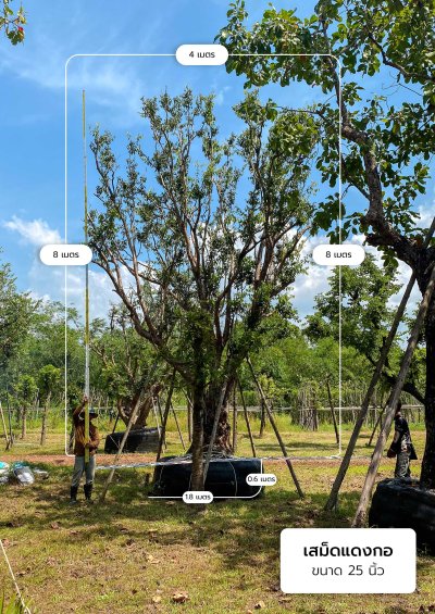 ต้นเสม็ดแดงกอ