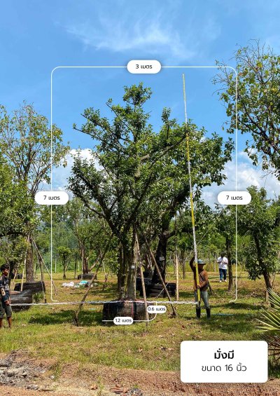 ต้นมั่งมี