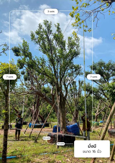 ต้นมั่งมี