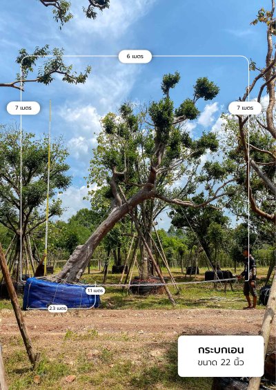 ต้นกระบกเอน