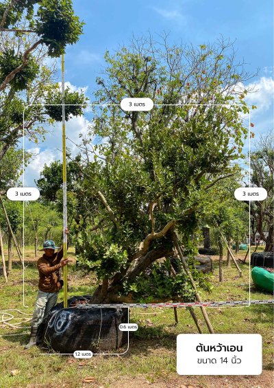 ต้นหว้าเอน