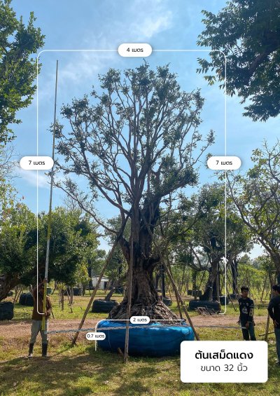 ต้นเสม็ดแดง