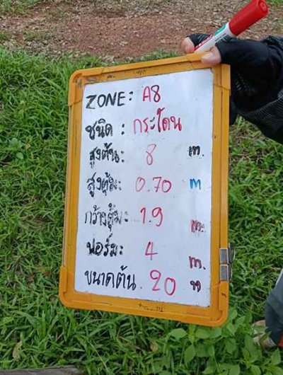ต้นกระโดน