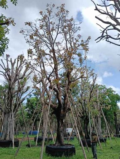ต้นกระโดน
