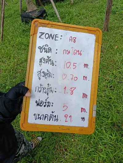 ต้นกระโดน