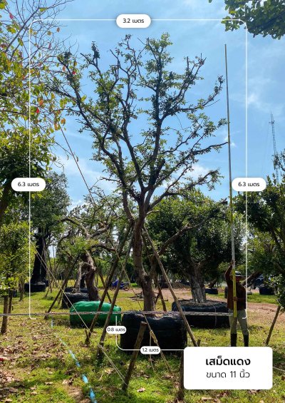 ต้นเสม็ดแดง