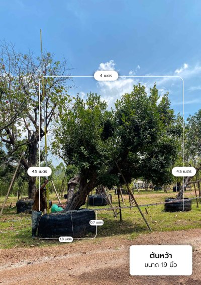 ต้นหว้าเอน