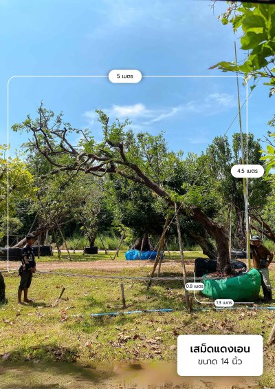 ต้นเสม็ดแดงเอน