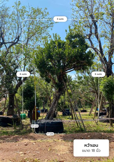 ต้นหว้าเอน