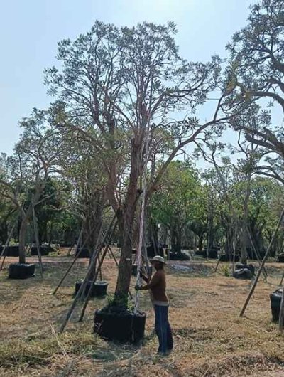 ต้นตะเบเหลือง 12 นิ้ว