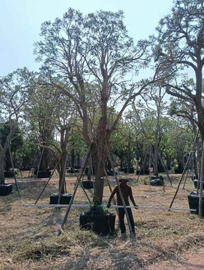 ต้นตะเบเหลือง 12 นิ้ว