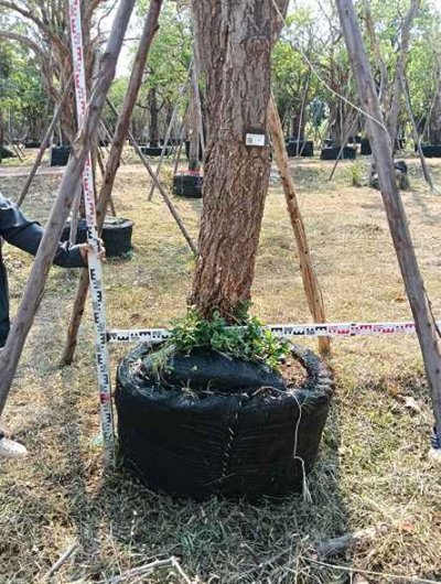 ต้นตะเบเหลือง 12 นิ้ว