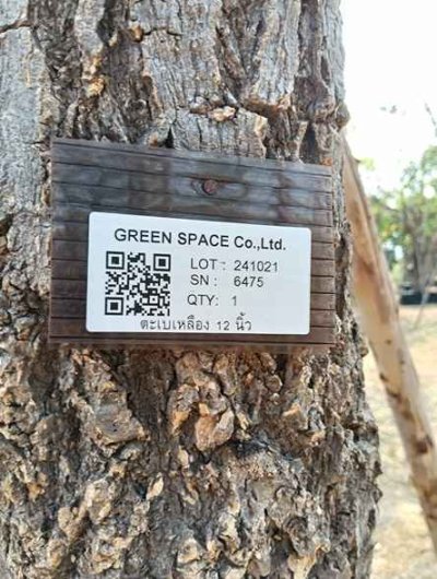 ต้นตะเบเหลือง 12 นิ้ว