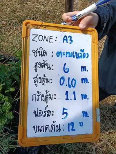 ต้นตะเบเหลือง 12 นิ้ว