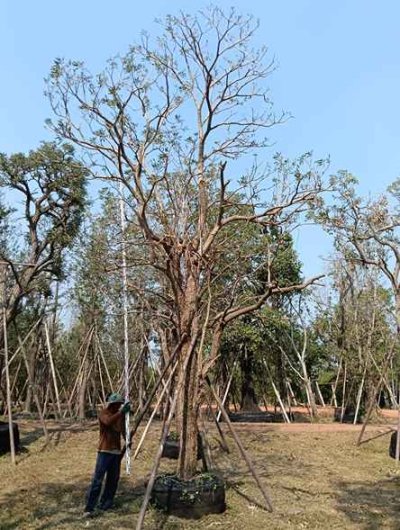 ต้นตะเบเหลือง 11 นิ้ว