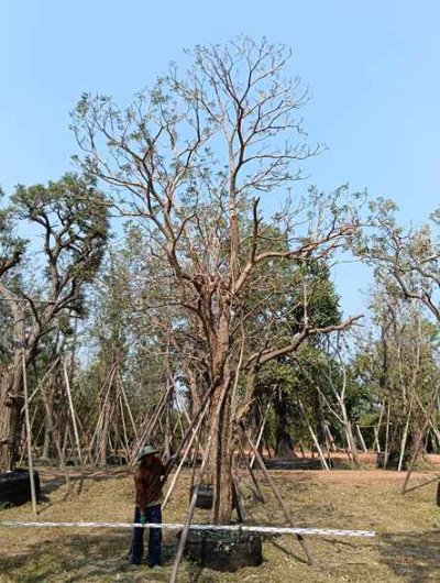 ต้นตะเบเหลือง 11 นิ้ว