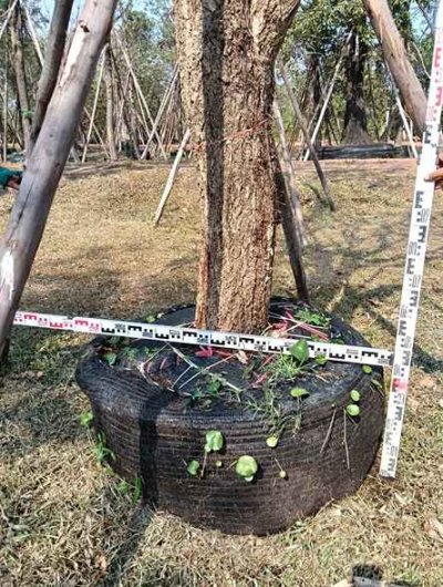 ต้นตะเบเหลือง 11 นิ้ว