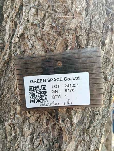 ต้นตะเบเหลือง 11 นิ้ว