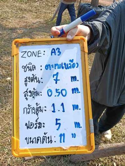 ต้นตะเบเหลือง 11 นิ้ว