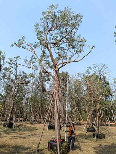 ต้นตะเบเหลือง 12 นิ้ว