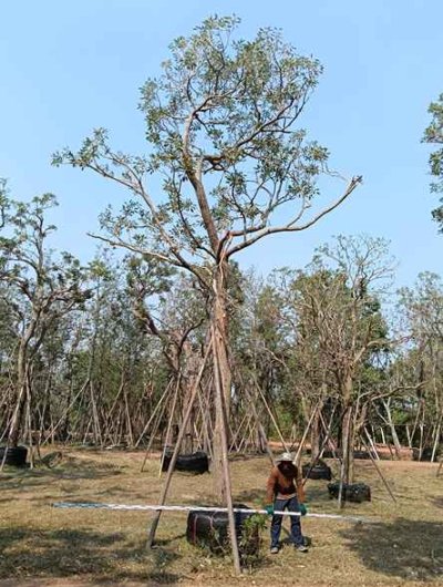 ต้นตะเบเหลือง 12 นิ้ว