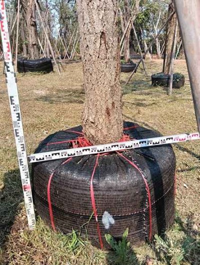 ต้นตะเบเหลือง 12 นิ้ว