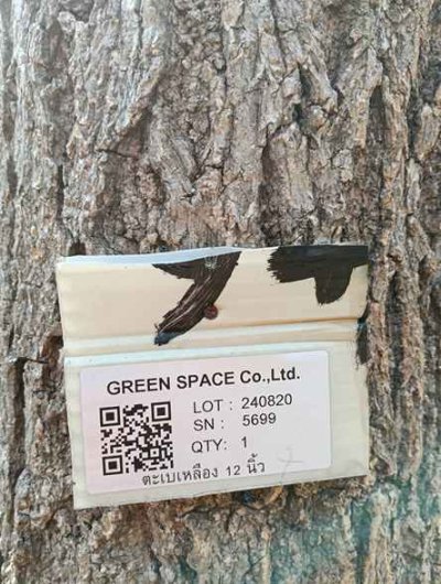 ต้นตะเบเหลือง 12 นิ้ว