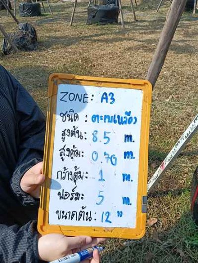 ต้นตะเบเหลือง 12 นิ้ว