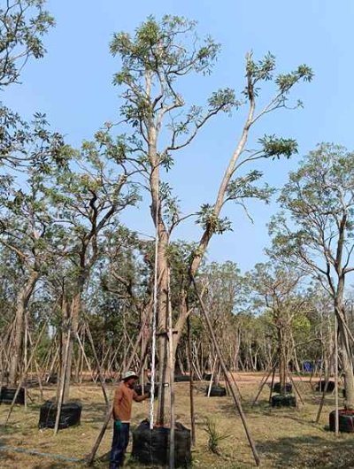 ต้นตะเบเหลือง 12 นิ้ว