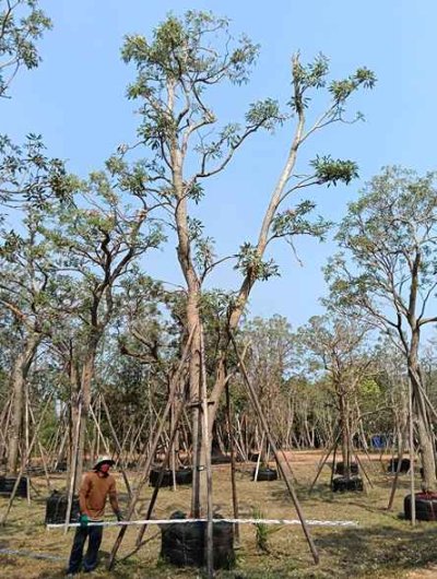 ต้นตะเบเหลือง 12 นิ้ว